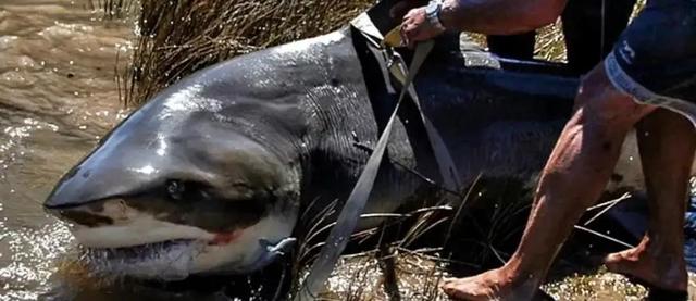 公牛真鲨百科介绍(勇敢公牛鲨不怕困难)(5)