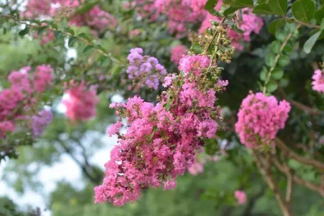 各种植物开花时间表（一张图看懂44种植物花开时间）(37)