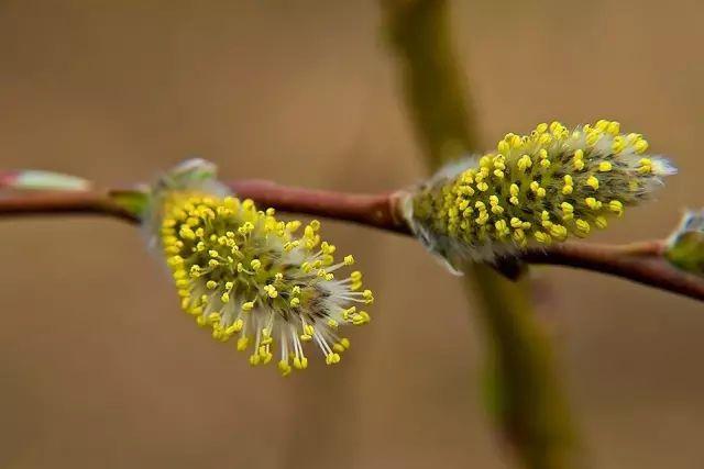 各种植物开花时间表（一张图看懂44种植物花开时间）(11)