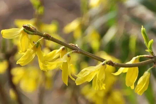 各种植物开花时间表（一张图看懂44种植物花开时间）(5)