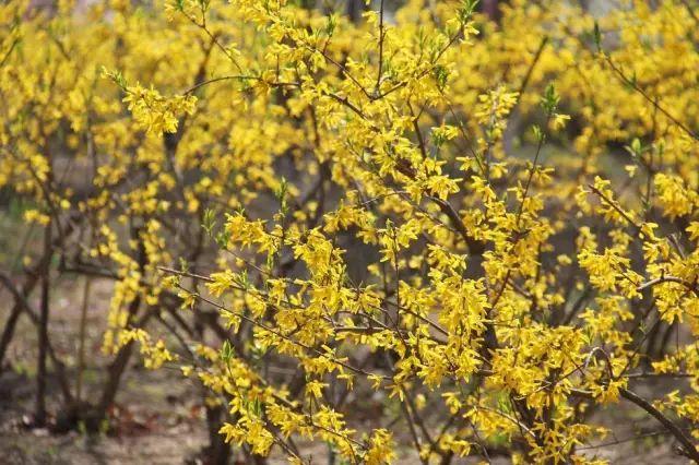 各种植物开花时间表（一张图看懂44种植物花开时间）(8)