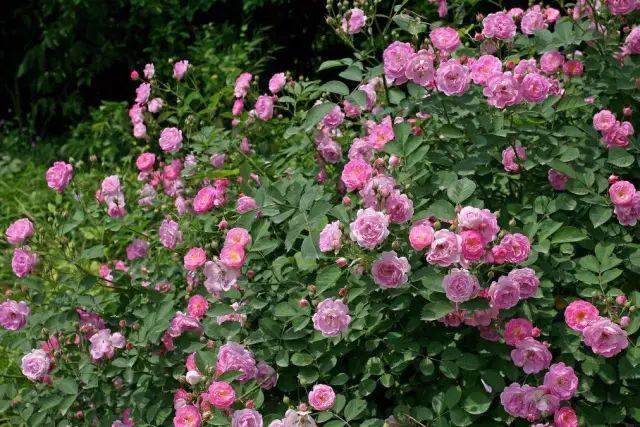 各种植物开花时间表（一张图看懂44种植物花开时间）(28)