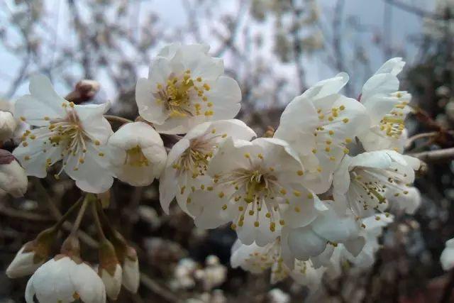 各种植物开花时间表（一张图看懂44种植物花开时间）(7)