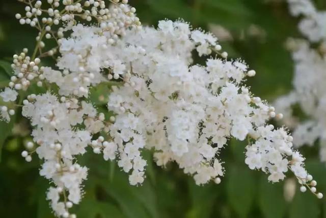 各种植物开花时间表（一张图看懂44种植物花开时间）(34)