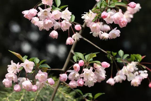 各种植物开花时间表（一张图看懂44种植物花开时间）(16)