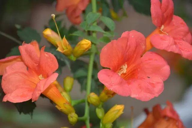 各种植物开花时间表（一张图看懂44种植物花开时间）(35)