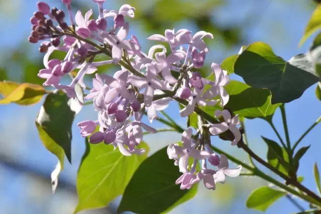 各种植物开花时间表（一张图看懂44种植物花开时间）(13)