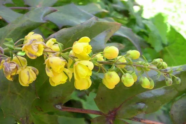 各种植物开花时间表（一张图看懂44种植物花开时间）(43)