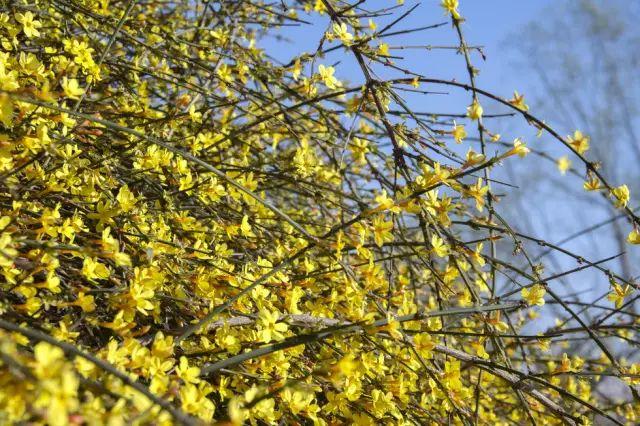 各种植物开花时间表（一张图看懂44种植物花开时间）(2)
