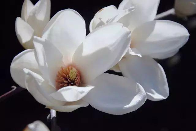 各种植物开花时间表（一张图看懂44种植物花开时间）(4)