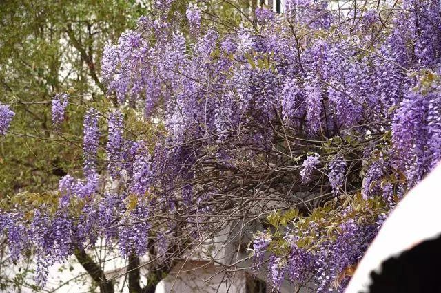各种植物开花时间表（一张图看懂44种植物花开时间）(19)