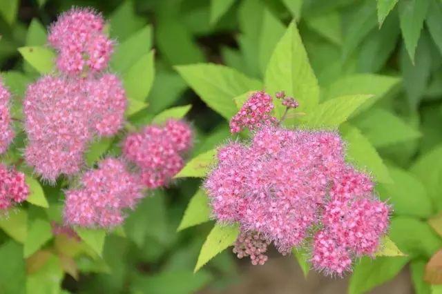 各种植物开花时间表（一张图看懂44种植物花开时间）(31)