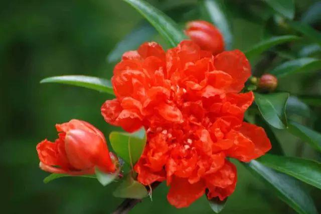 各种植物开花时间表（一张图看懂44种植物花开时间）(33)