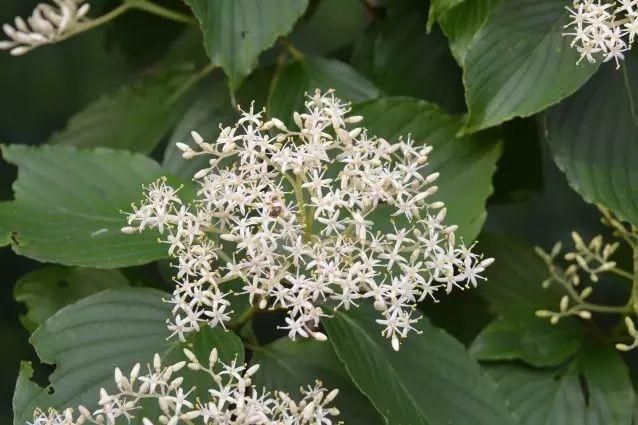 各种植物开花时间表（一张图看懂44种植物花开时间）(22)