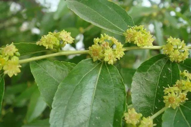 各种植物开花时间表（一张图看懂44种植物花开时间）(32)