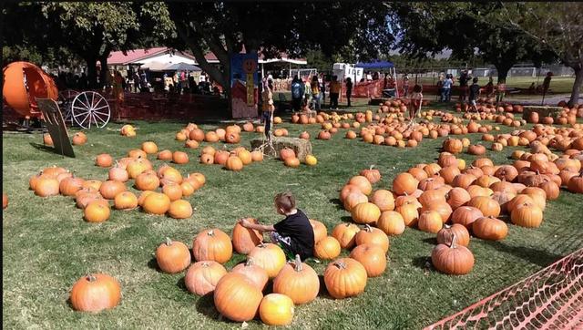 为什么万圣节有南瓜形象（从猪食到文化图腾）(5)