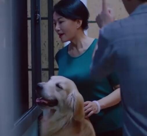 下一站是幸福贝勒爷是什么品种