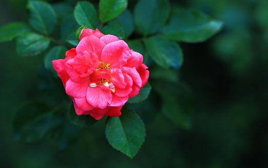 钻石玫瑰怎么种植?钻石玫瑰的栽培方法