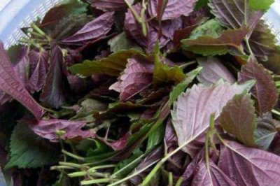 ​引子是什么植物（引子长什么样子）