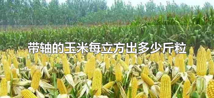 带轴的玉米每立方出多少斤粒