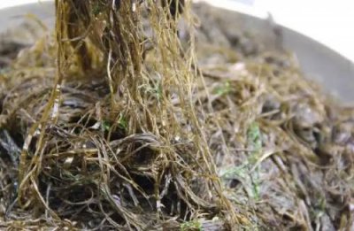 ​大连的海麻线是什么（大连的海麻线是啥）