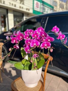 ​蝴蝶兰寓意（蝴蝶兰寓意介绍）