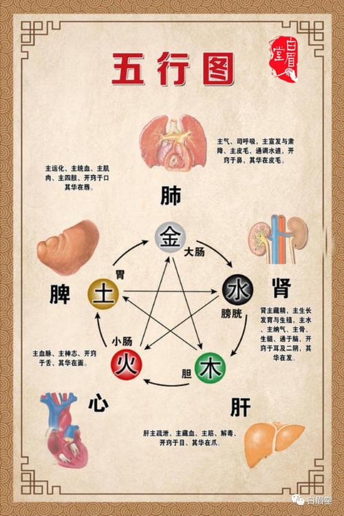 五脏六腑是什么（五脏六腑介绍）