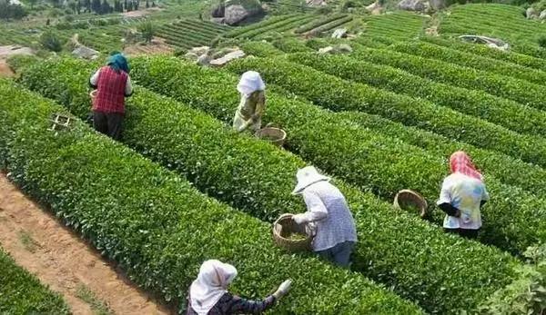 机票比火车票便宜：机票比火车便宜200多(36)