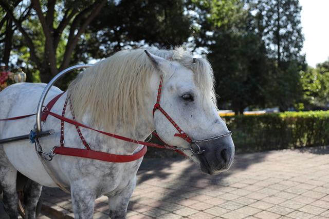 佳能rf24-70f2.8镜头画质（新生RF大三元标变）(44)