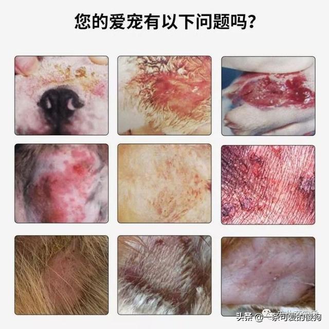 狗狗身上的皮肤病怎么治疗能好?狗狗皮肤病治疗方法(1)