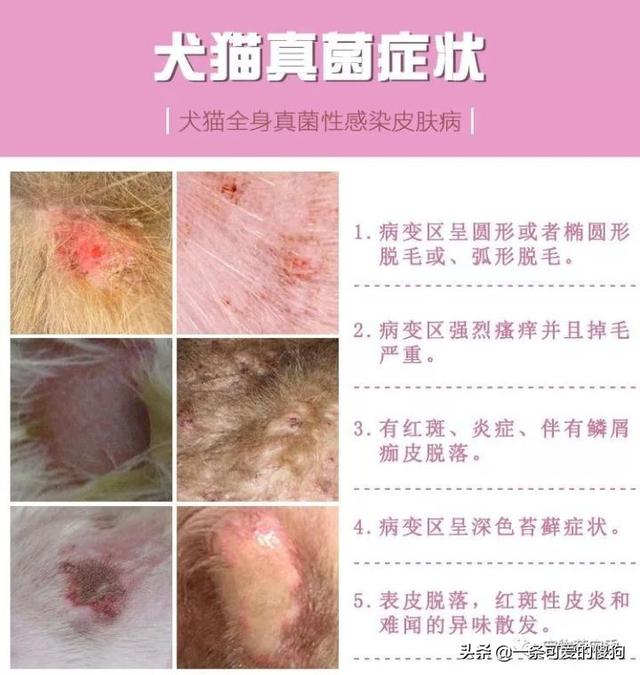 狗狗身上的皮肤病怎么治疗能好?狗狗皮肤病治疗方法(11)