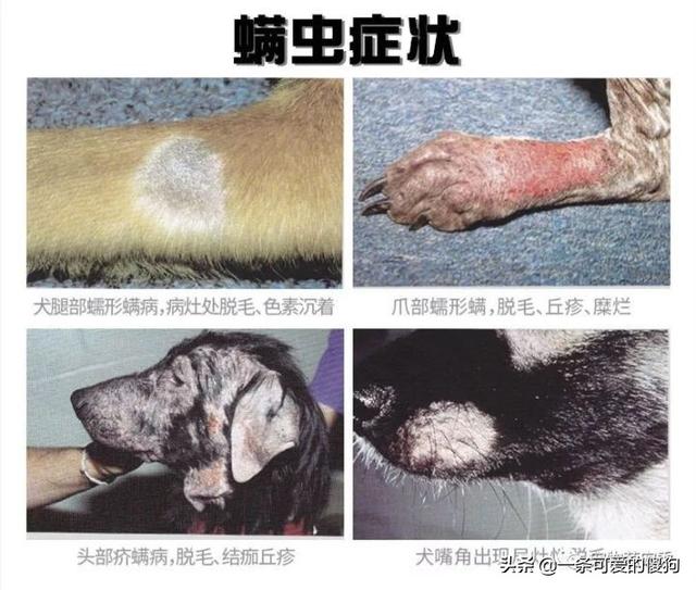 狗狗身上的皮肤病怎么治疗能好?狗狗皮肤病治疗方法(12)