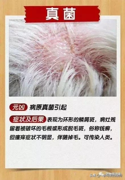 狗狗身上的皮肤病怎么治疗能好?狗狗皮肤病治疗方法(2)