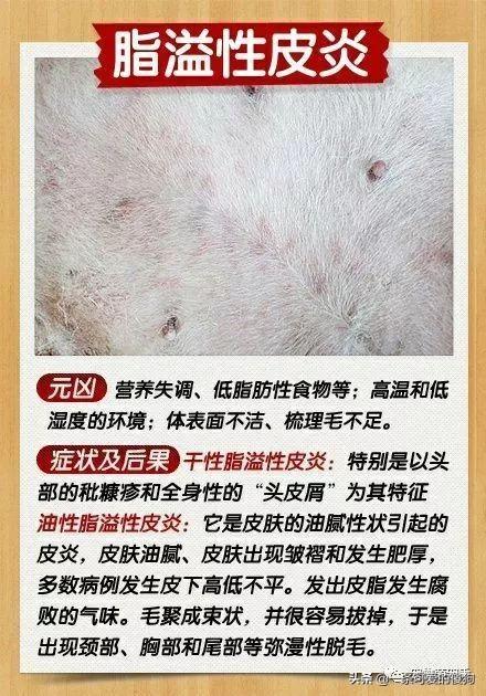 狗狗身上的皮肤病怎么治疗能好?狗狗皮肤病治疗方法(7)