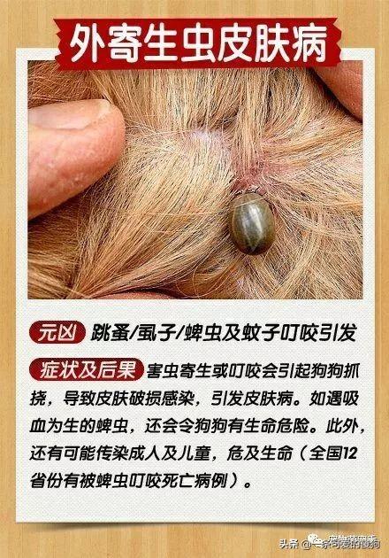 狗狗身上的皮肤病怎么治疗能好?狗狗皮肤病治疗方法(9)