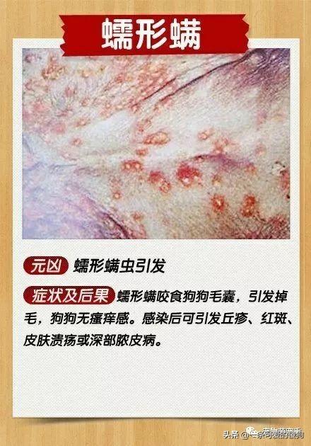 狗狗身上的皮肤病怎么治疗能好?狗狗皮肤病治疗方法(3)