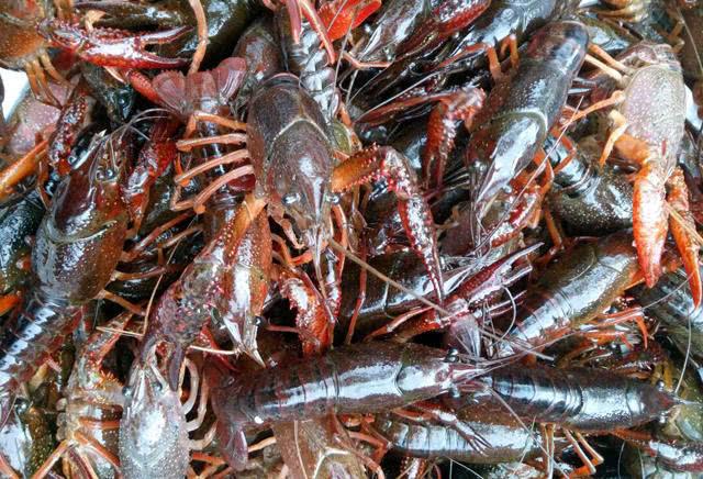 海鲜大排档都有什么海鲜(大排档最脏的4种海鲜)(1)