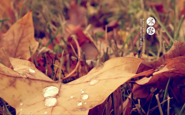 寒露当天吃什么对身体好(今日寒露一物必吃)(3)