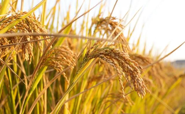 寒露当天吃什么对身体好(今日寒露一物必吃)(2)