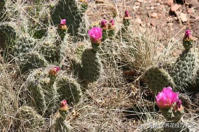 哪些沙漠植物可以一年四季常绿（特别耐旱的4种沙漠植物）(3)