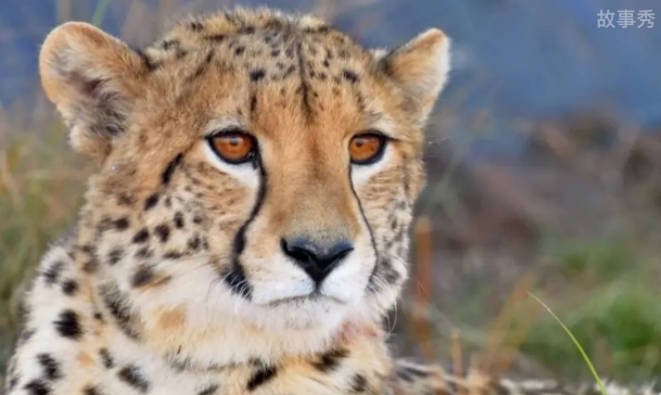 网络图片(侵删)