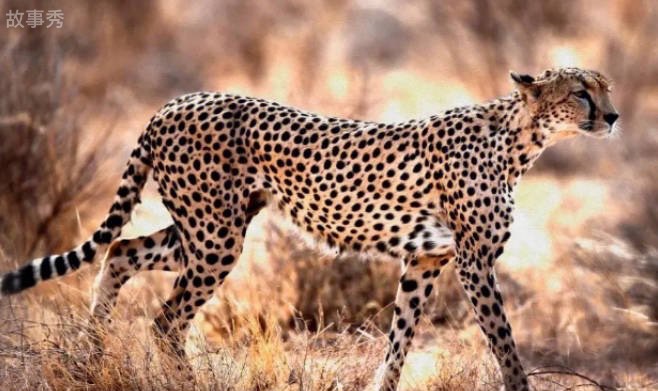 网络图片(侵删)