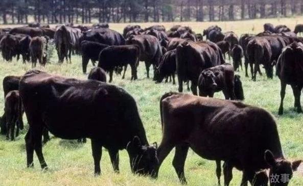 网络图片(侵删)