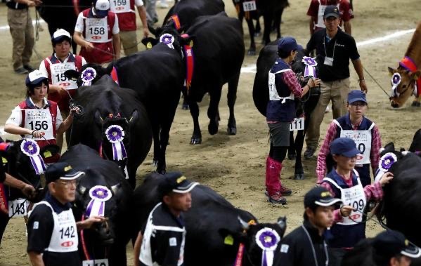 网络图片(侵删)