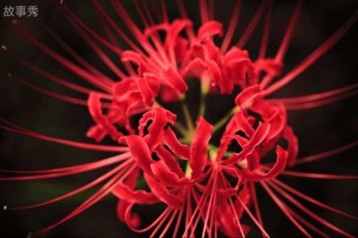 ​十大不吉利花排行榜 第一名是什么花