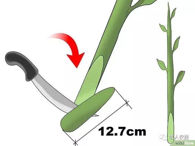 果树12种嫁接方法（图文详解果树嫁接技术）(26)