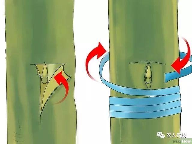 果树12种嫁接方法（图文详解果树嫁接技术）(5)