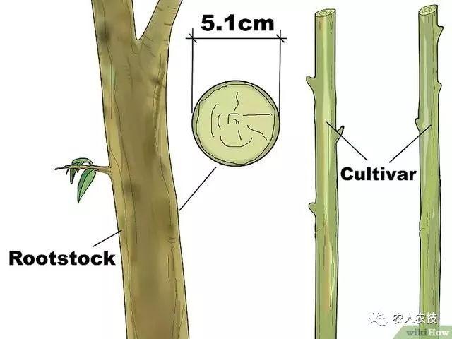 果树12种嫁接方法（图文详解果树嫁接技术）(31)