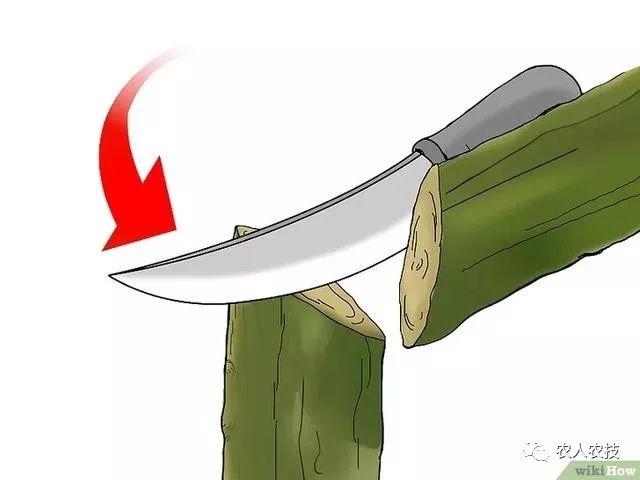 果树12种嫁接方法（图文详解果树嫁接技术）(18)