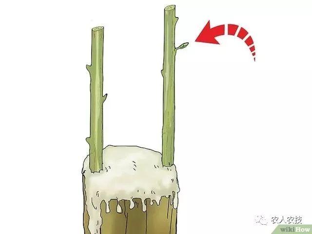 果树12种嫁接方法（图文详解果树嫁接技术）(37)